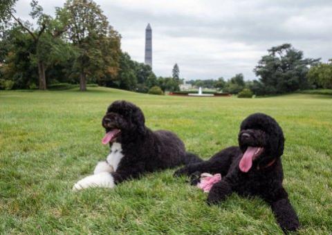 "Primeiro-Cão" filhote de Obama é responsável por novos 'vazamentos' na Casa Branca
